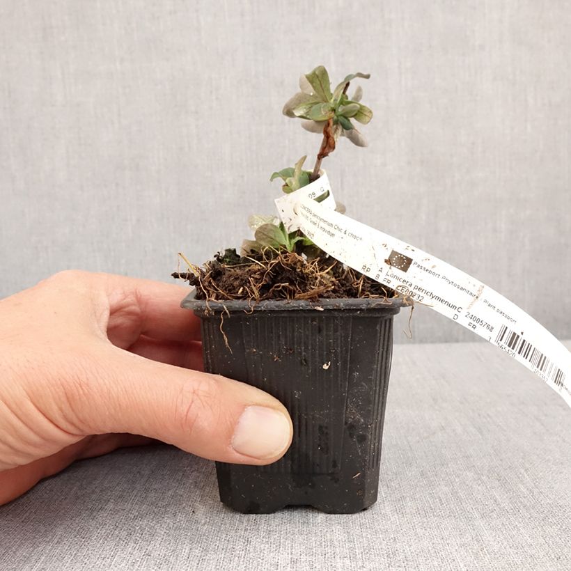 Example of Lonicera periclymenum Chic et Choc - Caprifoglio atlantico Vasetto da 8/9 cm as you get in printemps