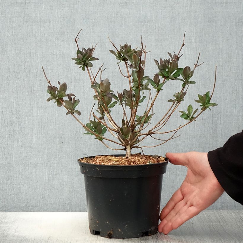 Example of Lonicera periclymenum Chic et Choc - Caprifoglio atlantico Vaso da 2L/3L as you get in printemps