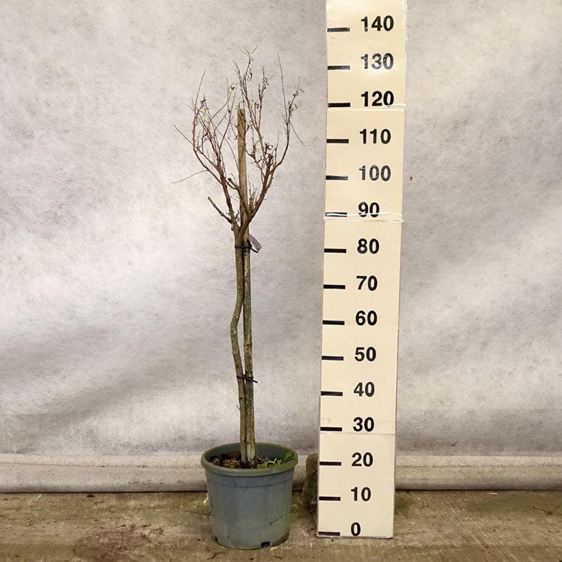 Esemplare di Chilopsis linearis - Salice del deserto Vaso da 12L/15L come consegnato in autunno