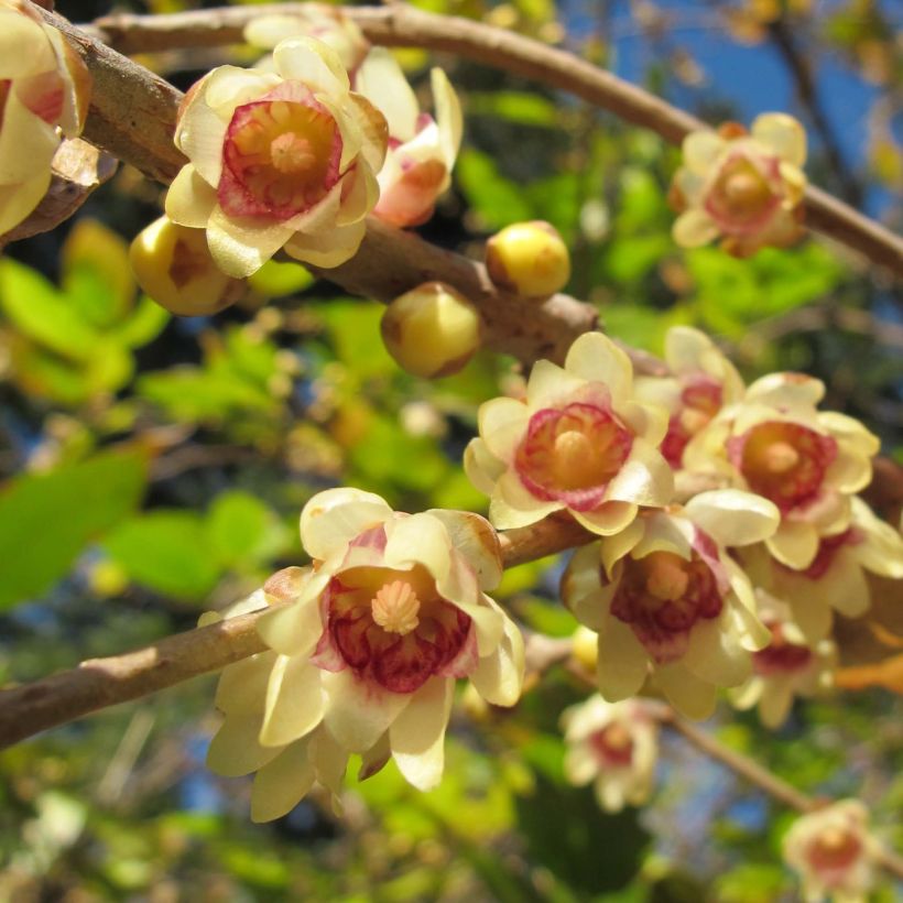 Chimonanthus praecox - Calicanto d'inverno (Fioritura)