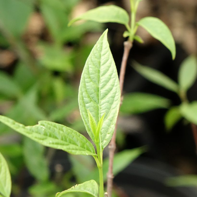 Chimonanthus praecox - Calicanto d'inverno (Fogliame)