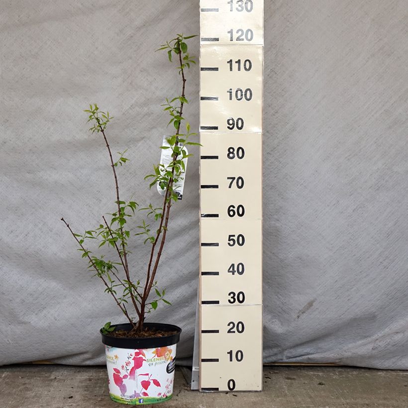 Example of Chimonanthus praecox Grandiflorus - Calicanto d'inverno Vaso da 7,5L/10L as you get in printemps