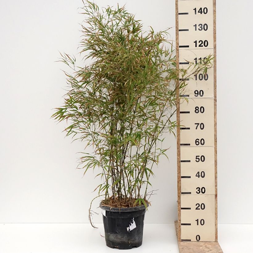 Chimonobambusa tumidissinoda Microphylla - Bambou moyen Pot de 12L/15L esemplare consegnato in inverno