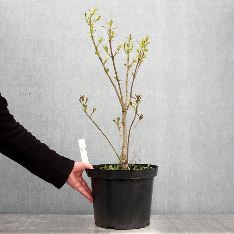 Chionanthus virginicus - Albero della neve Vaso da 4L/5L esemplare consegnato in primavera