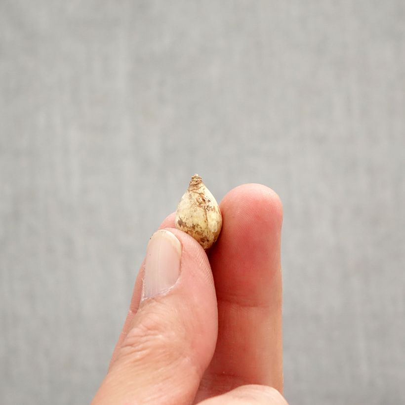 Chionodoxa forbesii Blue Giant - Gloria della Neve Bulbo taglia 5+ esemplare consegnato in primavera