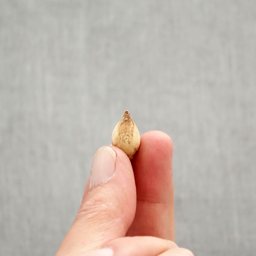 Example of Chionodoxa forbesii - Gloria della Neve Bulbo taglia 5+ as you get in printemps