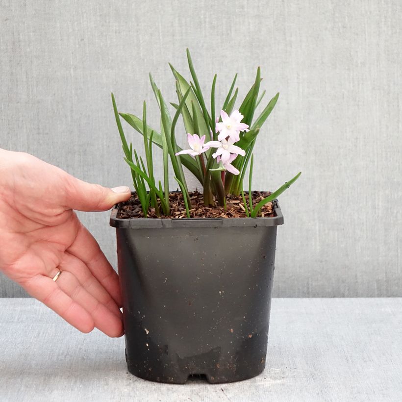 Example of Chionodoxa forbesii Pink Giant - Gloria della Neve Vaso da 2L/3L taglia 4/6 as you get in hiver
