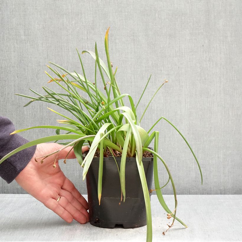 Chionodoxa forbesii Pink Giant - Gloria della Neve Vaso da 2L/3L taglia 4/6 esemplare consegnato in primavera