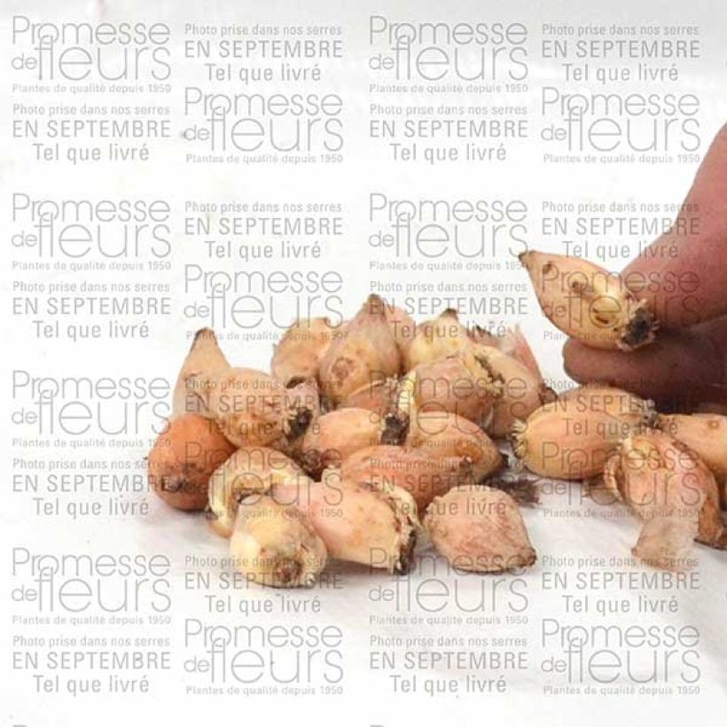 Esempio di esemplare Chionodoxa luciliae Alba Bulbe calibre 5+ come consegnato