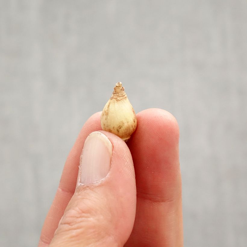 Chionodoxa luciliae Rosy Queen - Scilla di Lucile Bulbo taglia 5+ esemplare consegnato in primavera