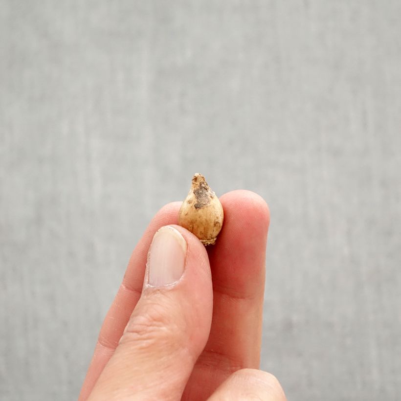 Chionodoxa sardensis - Gloria della Neve Bulbo taglia 5+ esemplare consegnato in primavera