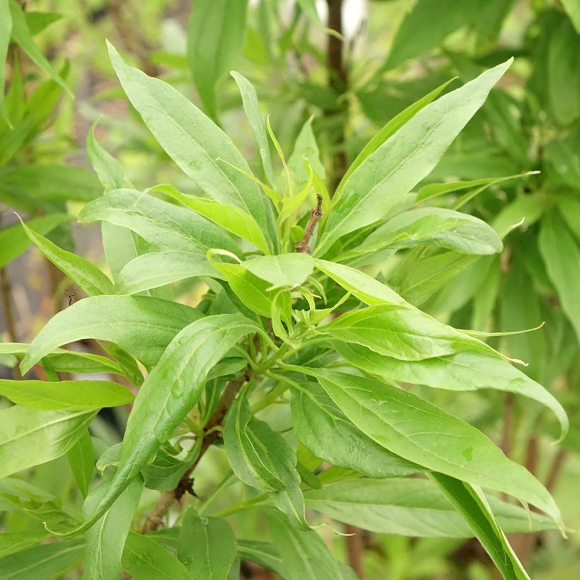 Chitalpa tashkentensis Pink Dawn (Fogliame)