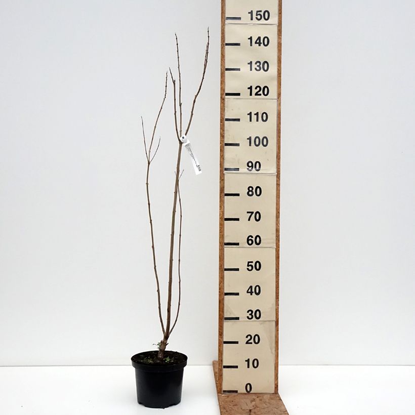 Example of Chitalpa tashkentensis Pink Dawn Vaso da 4L/5L as you get in hiver