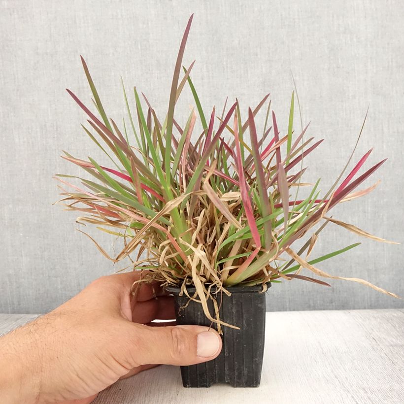 Esemplare di Chloris distichophylla Vasetto da 8/9 cm consegnato in estate
