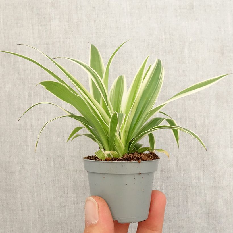 Chlorophytum Irish mini-pianta esemplare consegnato in primavera