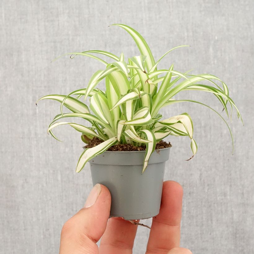 Chlorophytum Variegatum mini-pianta esemplare consegnato in primavera