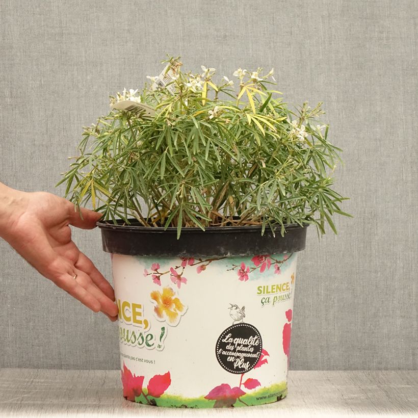 Esemplare di Choisya Little Bee - Arancio messicano Vaso da 3L/4L consegnato in estate