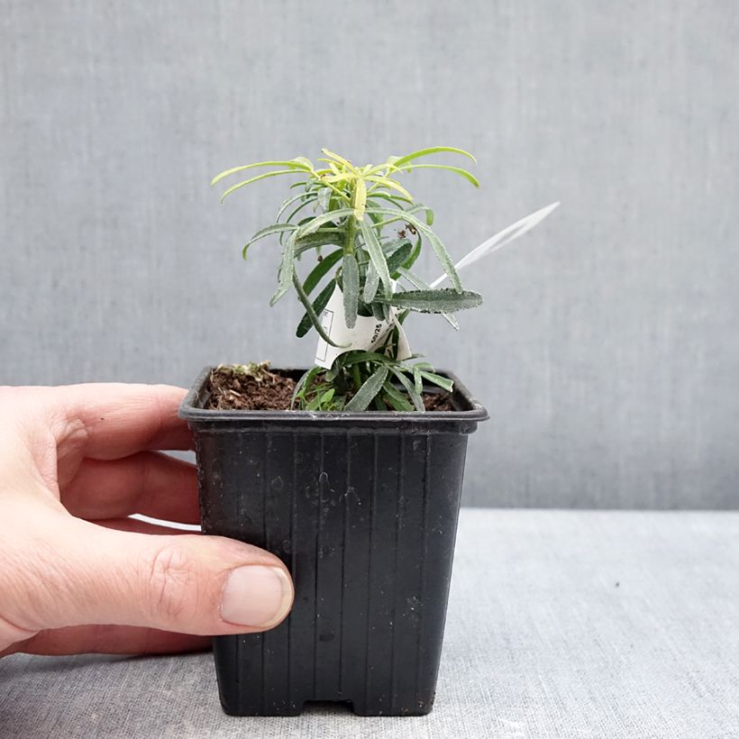 Choisya Little Honey Bee - Arancio messicano Vasetto da 8/9 cm esemplare consegnato in inverno