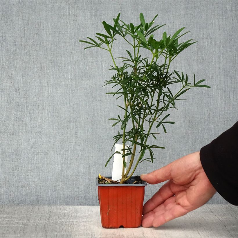 Example of Choisya Scented Gem - Arancio messicano Vasetto da 8/9 cm as you get in printemps