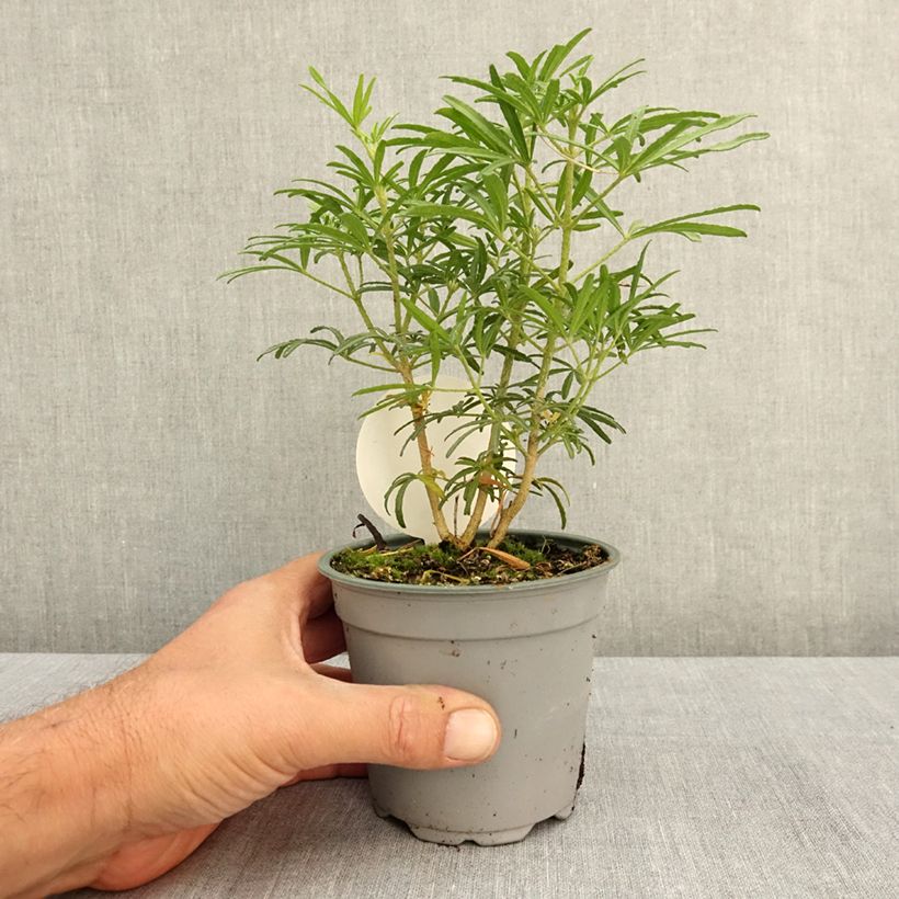 Esemplare di Choisya White Dazzler - Arancio messicano Vaso da Ø 12 cm / 13 cm consegnato in estate