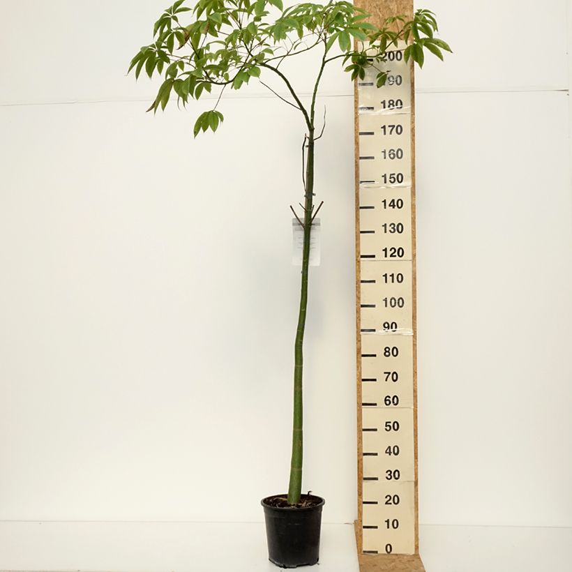 Esemplare di Ceiba speciosa Vaso da 7,5L/10L come consegnato in autunno