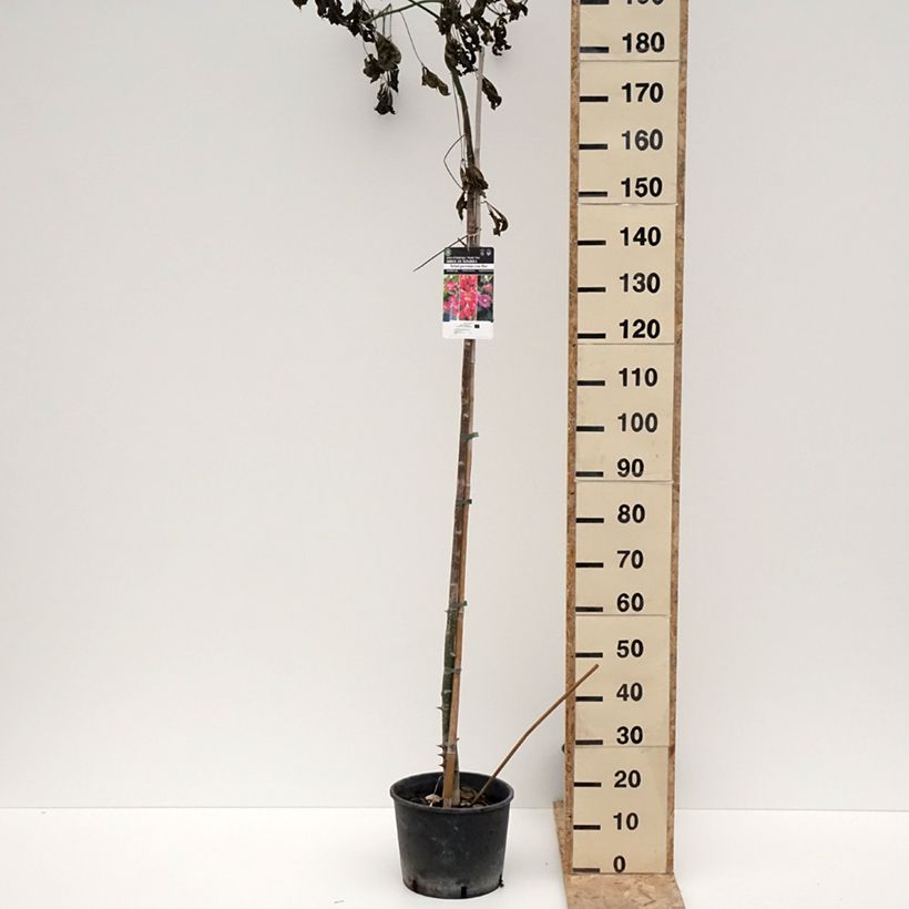 Chorisia ou Ceiba speciosa - Faux Kapokier, Arbre bouteille Pot de 7,5L/10L esemplare consegnato in inverno