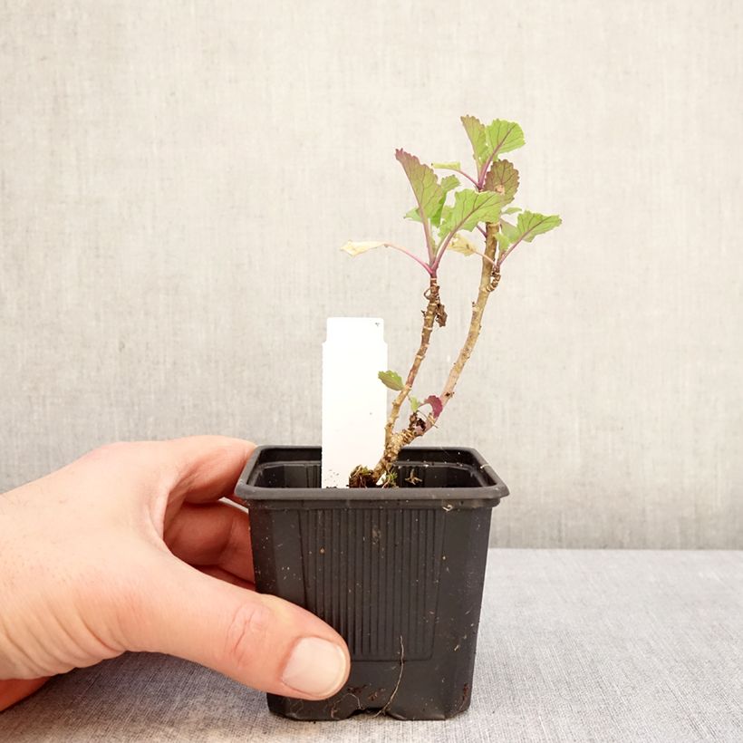 Chou perpétuel Daubenton's Green en plant - Brassica oleracea ramosa Vasetto da 8/9 cm esemplare consegnato in inverno