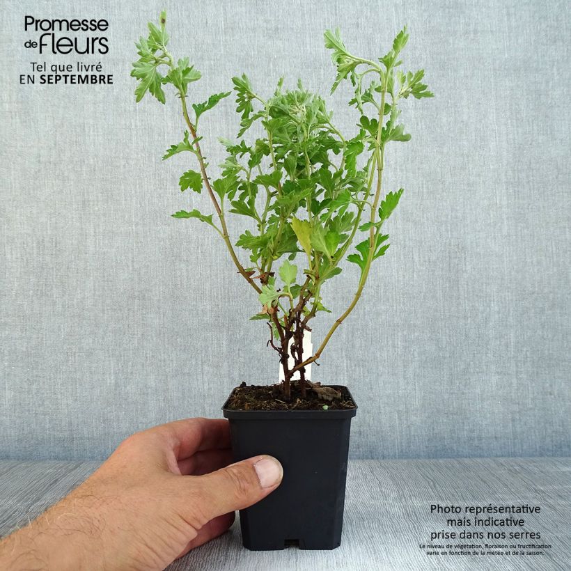 Esemplare di Chrysanthemum Anastasia - Crisantemo Vasetto da 8/9 cm come consegnato in autunno