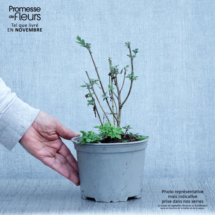 Esemplare di Chrysanthème des jardins Bienchen - Chrysanthemum indicum Pot de 2L/3L come consegnato in autunno
