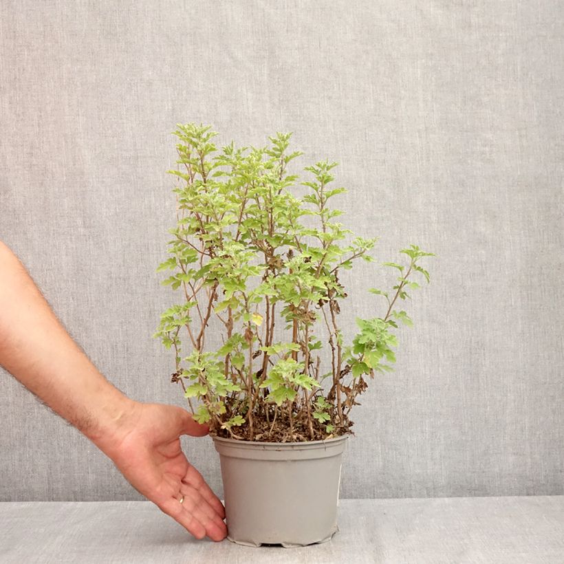 Esemplare di Chrysanthemum Bienchen - Crisantemo Vaso da 2L/3L consegnato in estate
