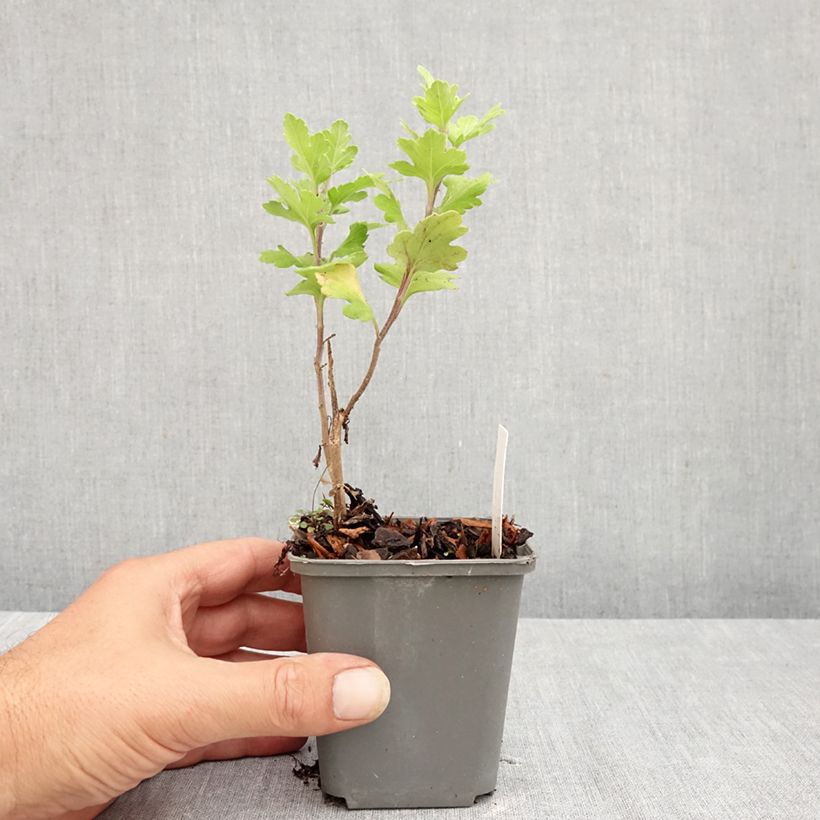 Esemplare di Chrysanthemum indicum Cedie Mason - Crisantemo Vasetto da 8/9 cm consegnato in estate