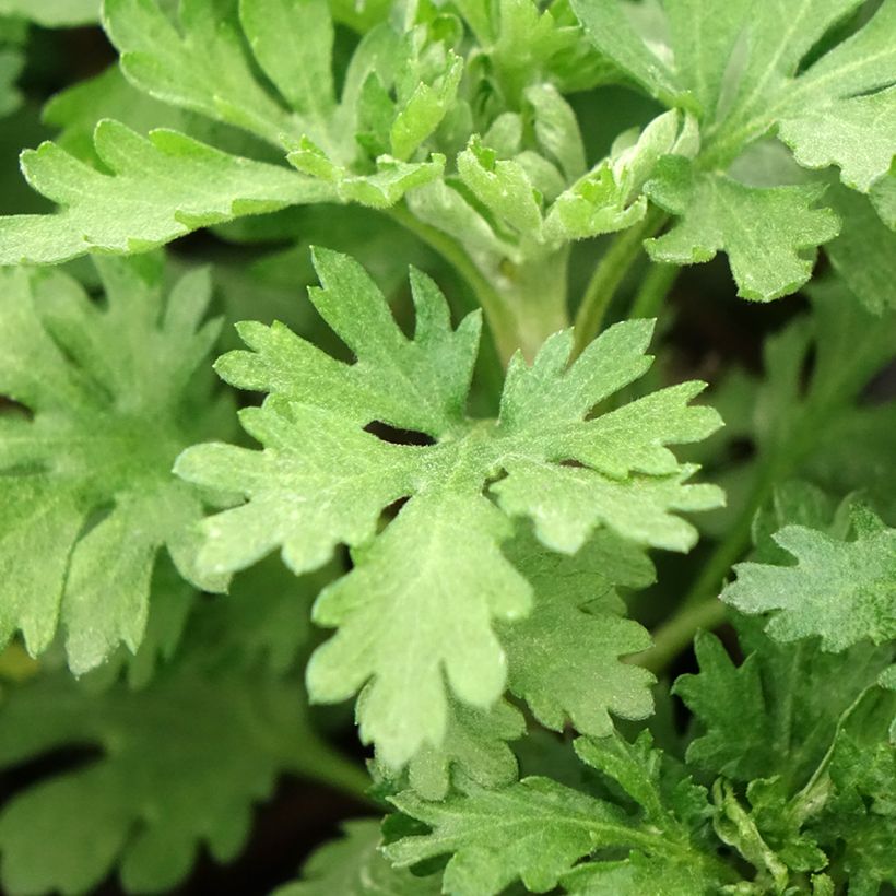 Chrysanthemum indicum Cedie Mason - Crisantemo (Foliage)