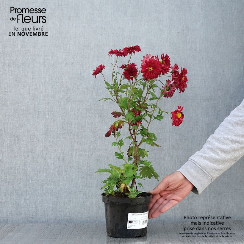 Esemplare di Chrysanthème des jardins Cedie Mason - Chrysanthemum (x) indicum Pot de 2L/3L come consegnato in autunno