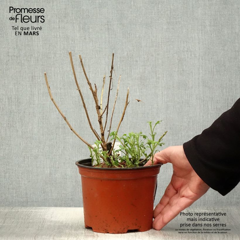 Chrysanthemum Cottage Apricot - Crisantemo Vaso da 2L/3L esemplare consegnato in primavera