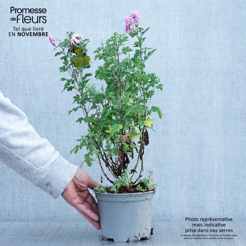 Esemplare di Chrysanthème des jardins Mei Kyo - Chrysanthemum indicum Pot de 2L/3L come consegnato in autunno