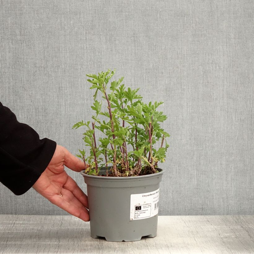 Chrysanthemum Mei Kyo - Crisantemo Vaso da 2L/3L esemplare consegnato in primavera