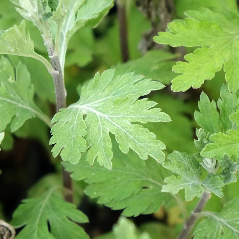 Chrysanthemum Oury - Crisantemo (Fogliame)