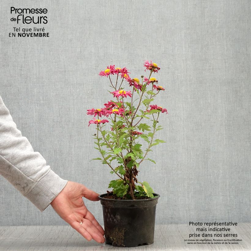 Esemplare di Chrysanthème des jardins Oury - Chrysanthemum indicum Pot de 2L/3L come consegnato in autunno