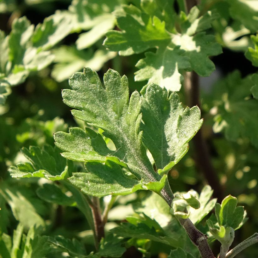 Chrysanthemum Rehauge - Crisantemo (Foliage)