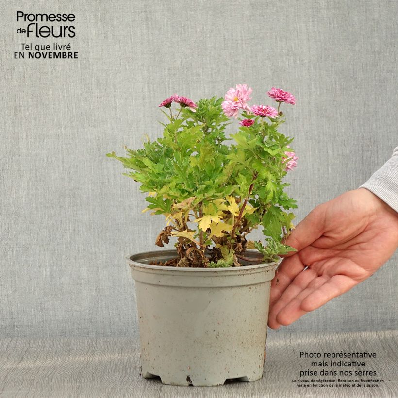 Esemplare di Chrysanthème des jardins Rehauge - Chrysanthemum indicum Pot de 2L/3L come consegnato in autunno