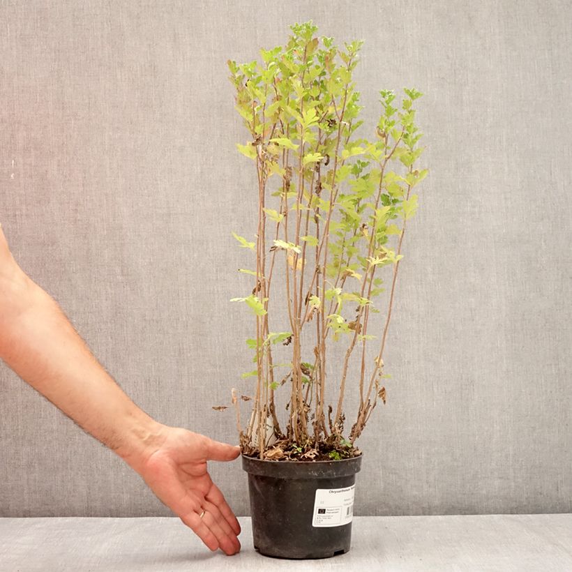 Esemplare di Chrysanthemum Rehauge - Crisantemo Vaso da 2L/3L consegnato in estate