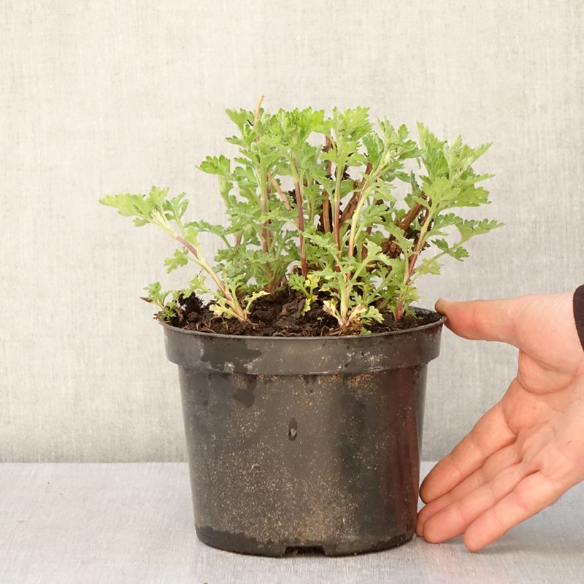 Chrysanthemum Rotes Julchen - Crisantemo Vaso da 2L/3L esemplare consegnato in primavera