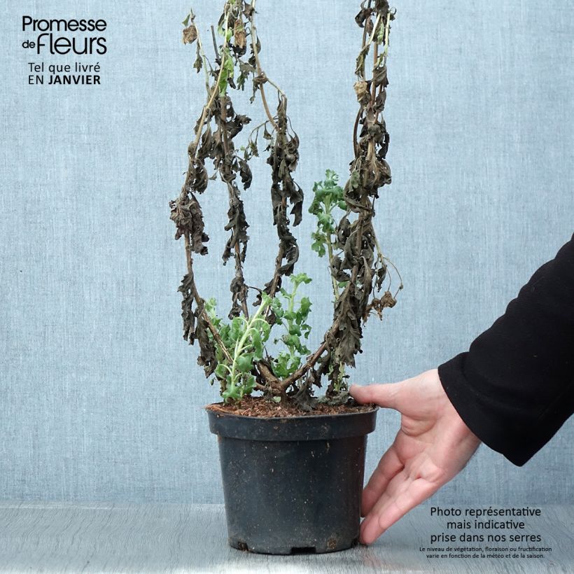 Chrysanthème indicum Poésie - Marguerite d'automne Pot de 2L/3L esemplare consegnato in inverno