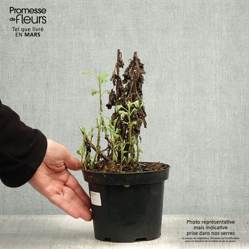 Chrysanthemum indicum Poesie - Crisantemo Vaso da 2L/3L esemplare consegnato in primavera