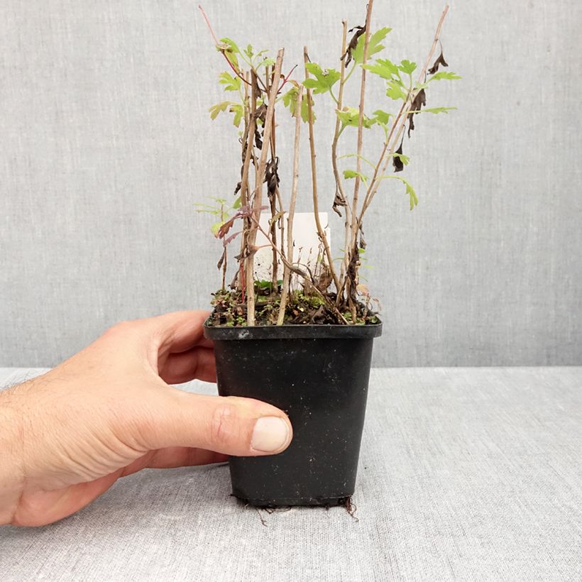 Esemplare di Chrysanthemum rubellum Duchess of Edimburgh - Crisantemo Vasetto da 8/9 cm come consegnato in autunno