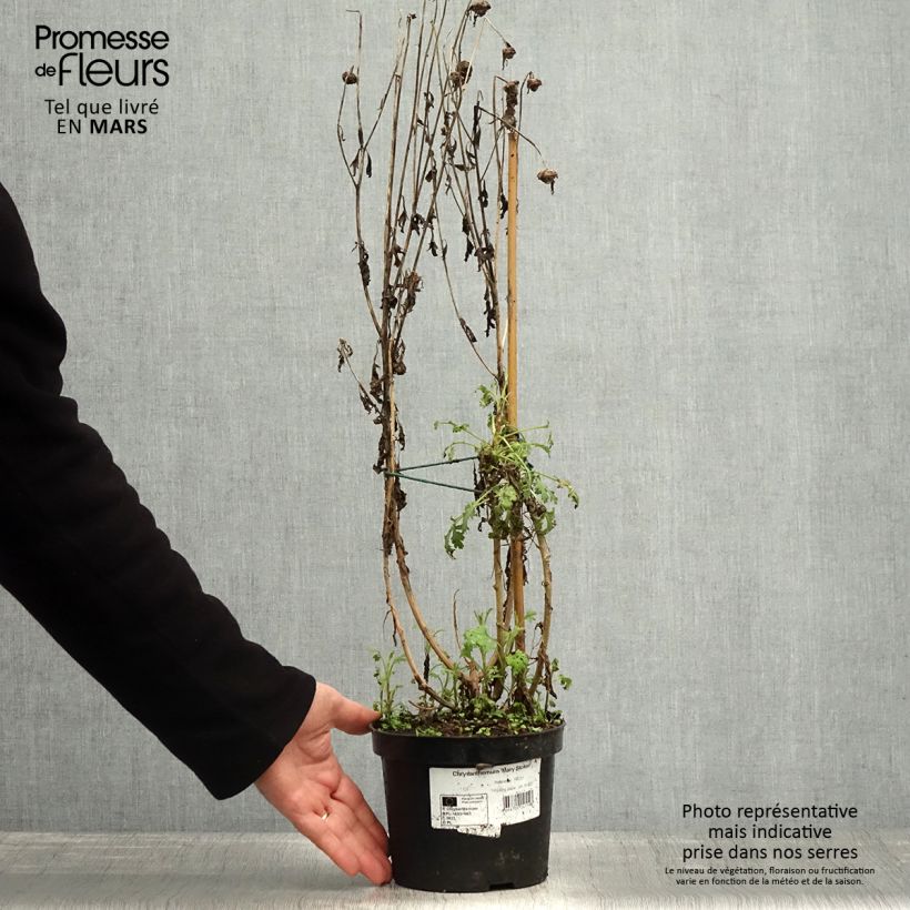 Chrysanthemum rubellum Mary Stoker - Crisantemo Vaso da 2L/3L esemplare consegnato in primavera