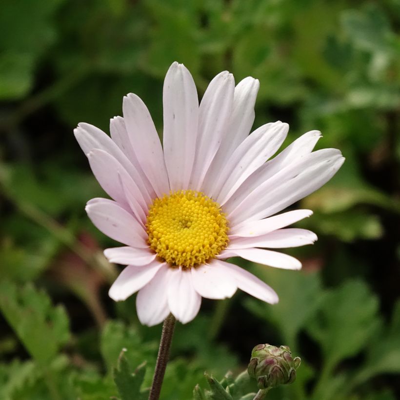 Chrysanthemum arcticum Roseum - Crisantemo (Fioritura)
