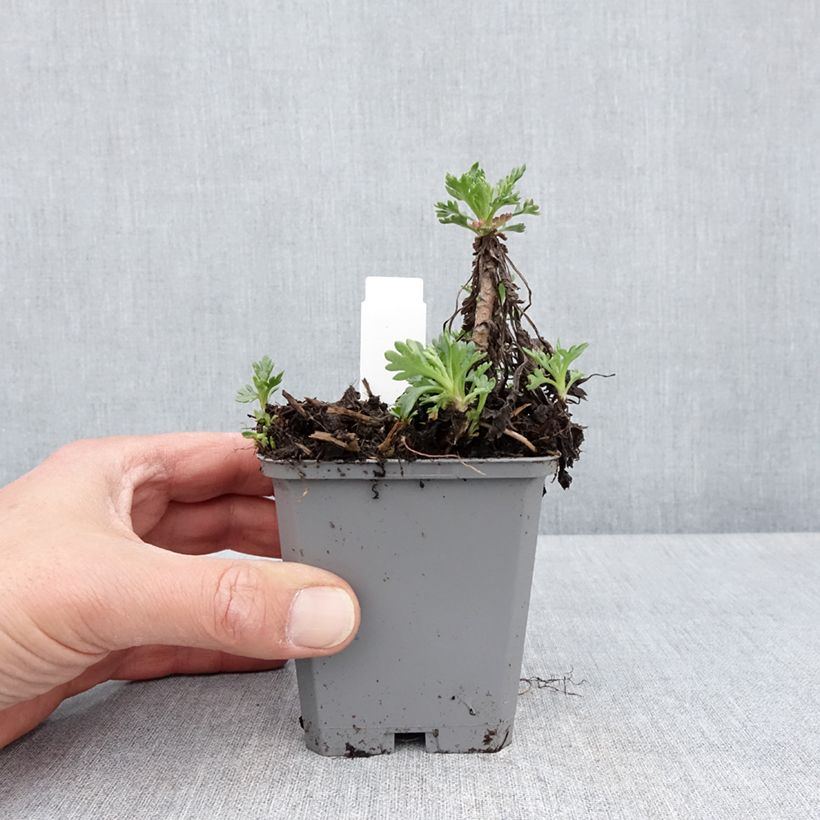 Chrysanthemum arcticum Roseum - Crisantemo Vasetto da 8/9 cm esemplare consegnato in primavera