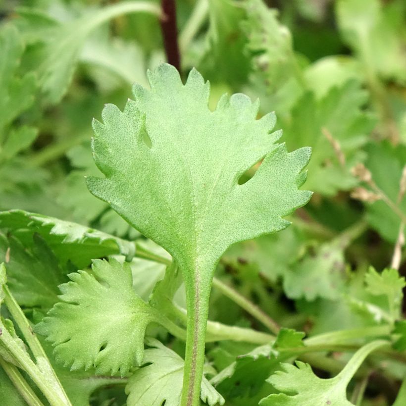 Chrysanthemum arcticum Roseum - Crisantemo (Fogliame)