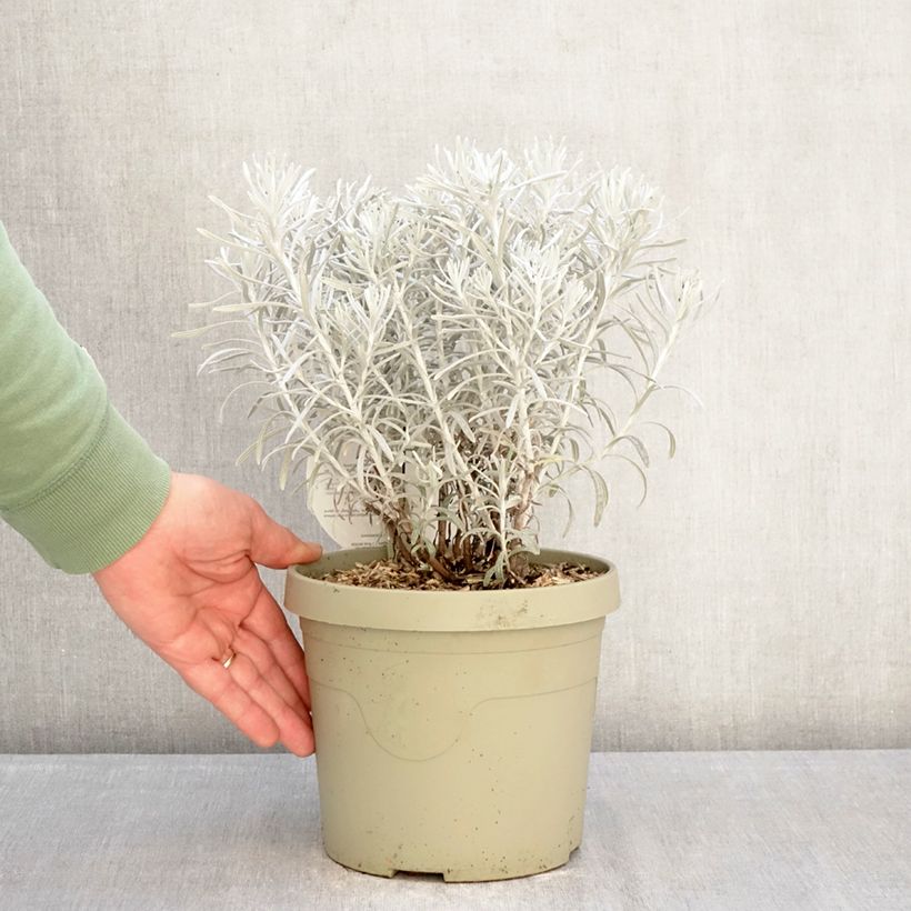 Example of Chrysocephalum apiculatum Korma - Chrysocephalum apiculatum Vaso da 3L/4L as you get in hiver